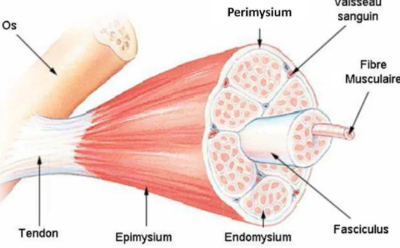 Figure 1 : Le muscle strié squelettique - une structure multi échelles, d'après SEER Training website 
