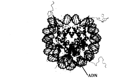 Figure  2.  Représentation  schématique  d'un  nucléosome  (tiré  et  modifié  de  Wheeler,  2007)