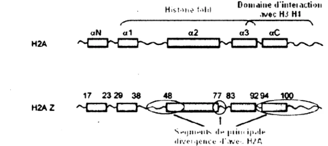 Figure 5.  Représentation schématique des structures secondaires de H2A et H2A.Z (tiré  et modifié de Zlatanova and Thakar, 2008)