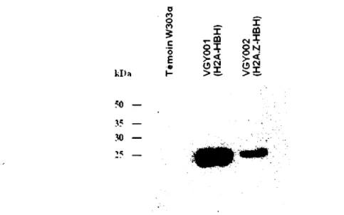 Figure 6. H2A-HBH et H2A.Z-HBH sont exprimés dans les souches VGY001 et VGY002,  respectivement