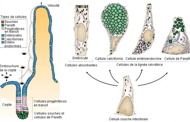 Figure 2 : Distribution des cellules principales de l’épithélium intestinal. 