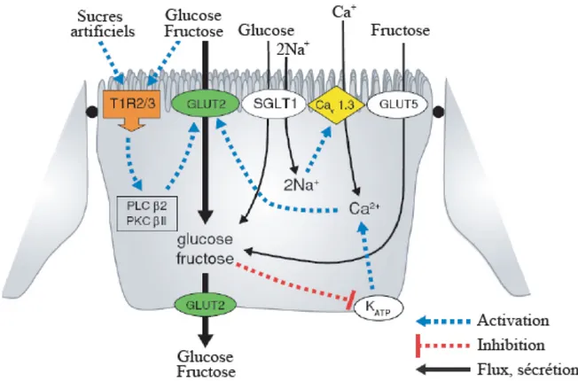 Figure 3 : Absorption du glucose et du fructose par les entérocytes 