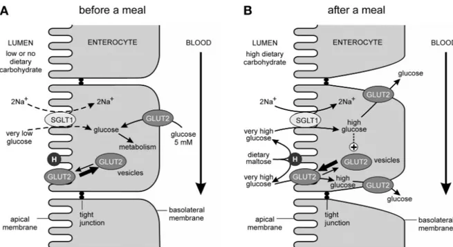 Figure 4 : Modèle de l’absorption du glucose par GLUT2 dans l’intestin avant et  après un repas