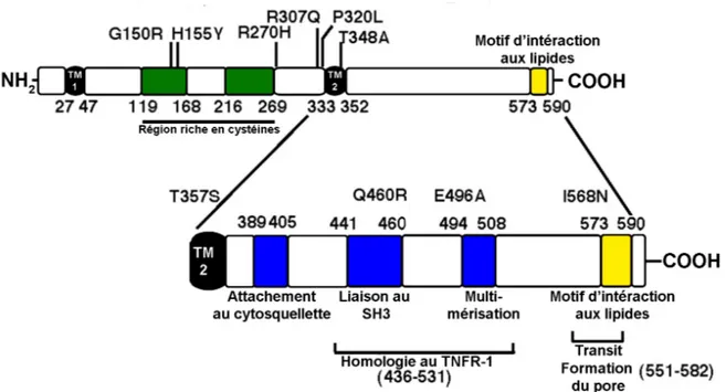 Figure 6 : Représentation schématique de l’extrémité C-terminale du récepteur P2X7  avec ses domaines putatifs et les mutations non synonymes