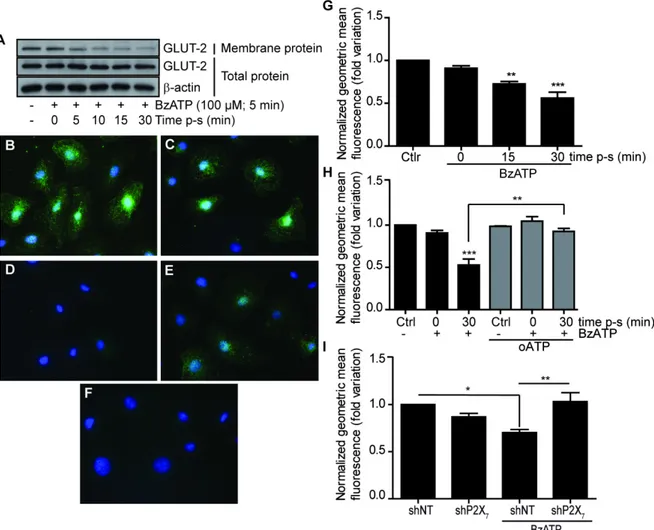 FIGURE 2.  P2X7 receptor activation on normal IEC-6 rat cells with BzATP down- down-regulates Glut2 cell surface expression   
