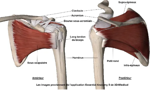 Figure 1 : Anatomie de la coiffe des rotateurs 