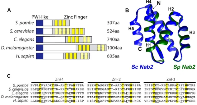 Figure 1 : SPAC14C4.06c is a conserved CCCH zinc finger protein. 