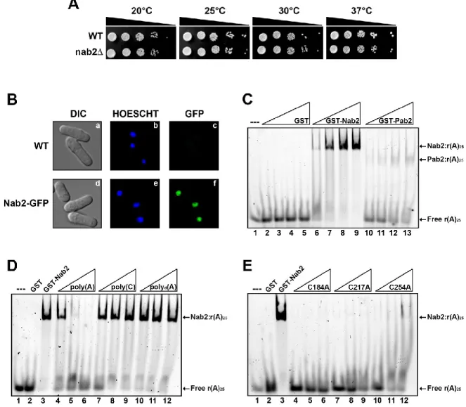 Figure 2 : S. pombe Nab2 is a non-essential nuclear poly(A)-binding protein 