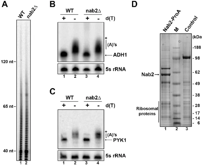 Figure 3 : S. pombe Nab2 is not required for mRNA poly(A) tail length control. 