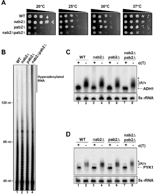 Figure 4 : Genetic interaction between Nab2 and Pab2. 