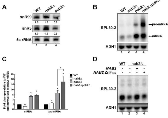 Figure 5 : Antagonistic effects of nab2 and pab2 deletions. 