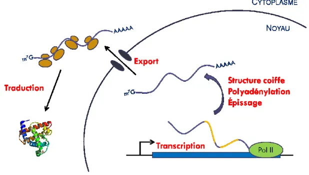 Figure 1 : Expression génique 