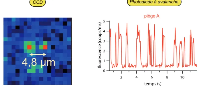 Figure I.5 – Voir les atomes uniques. Sur la caméra CCD, on voit une image en fausses couleurs des deux atomes séparés de 4,8 µm (temps de pose : 200 ms)