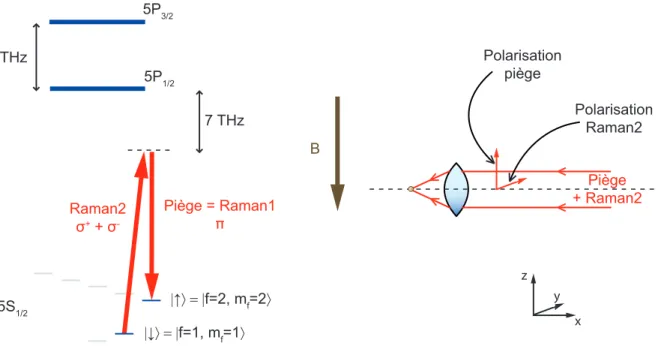 Figure II.2 – Transitions Raman à 810 nm. Le piège constitue lui-même un des faisceaux Raman