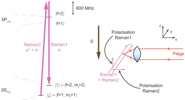 Figure II.3 – Transitions Raman à 795 nm.