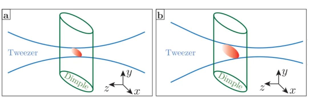Figure 23: Adiabatic opening of the tweezer confinement. Initially the dimple crosses the tweezer at its focal point (a), providing a relatively tight confinement