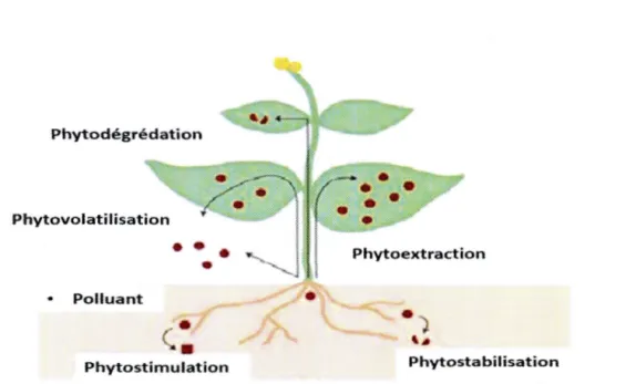 Figure  1.4 Différents processus impliqué dans la phytoremédiation (Pillon et Sm its,  2005)