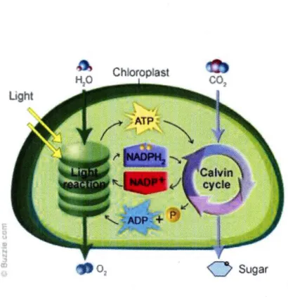 Figure 2.2 Le  processus de  la photosynthèse (Raghavendra ,  1998) 