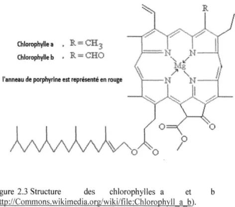 Figure  2.3  Structure  des  chlorophylles  a  et  b 