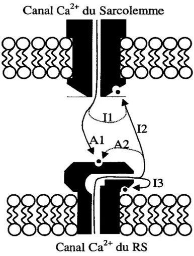 Figure 3- Activation du  &#34;CICR&#34; et inactivation dépendante du Ca 2 +  du RyR et du canal 