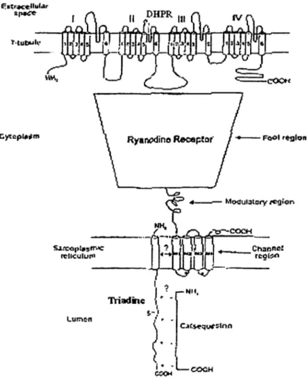 Figure 5- Schéma de l'interaction entre l'unité a. 1  des DHPRs, les RyRs, la triadine et la  CSQ