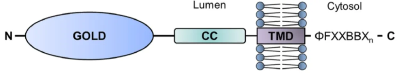 Figure 2 : Structure des protéines de la famille p24 