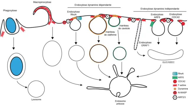 Figure 4 : Les différents types d’endocytose 
