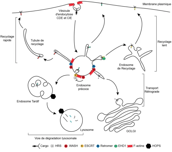 Figure 5 : L’endosome précoce, centrale de triage 