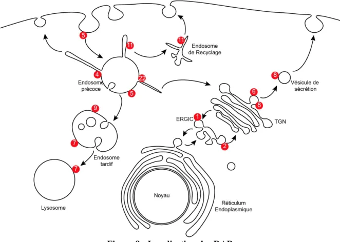 Figure 9 : Localisation des RAB 