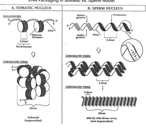 Figure  2:  Structure  de  la  chromatine  dans  les  cellules  germinales  et  somatiques