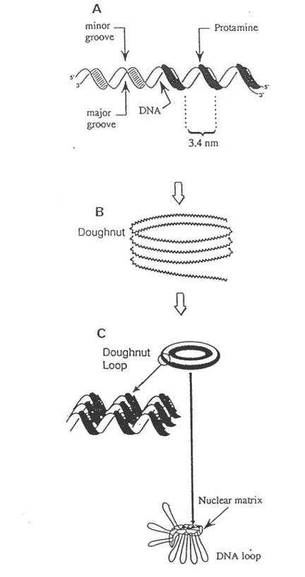 Figure  3:  Organisation  nucléaire  de  la  chromatine  chez  le  spermatozoïde.  A,  modèle montrant les interactions des molécules de protamine avec  l'ADN