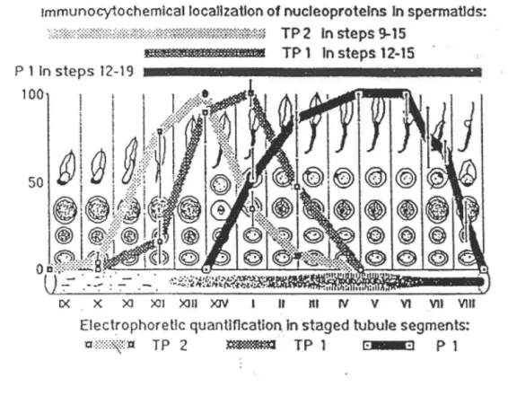 Figure  7:  Apparition  séquentielle  de  TPl  et  TP2  durant  la  spermiogenèse  chez le rat