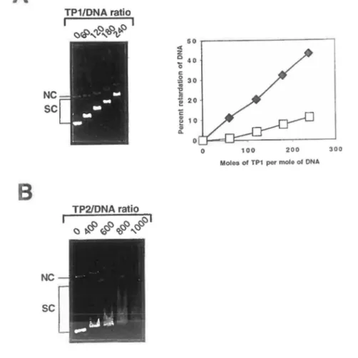 Fig.  2.  Mobility  shift  assays.  A,  left  panel,  increasing  amounts  of  the  TPl  recombinant protein were incubated in  the  presence  of pBR322  plasmid  DNA  containing  approximatively  75%  supercoiled  (SC)  and  25%  nicked  circular  (NC)  m