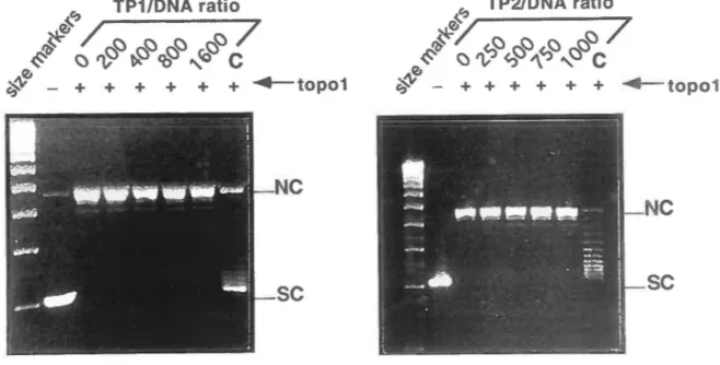 Fig.  3.  DNA  supercoiling  assay  with  the  bacterially-expressed  TPl  and  TP2  fusion  proteins