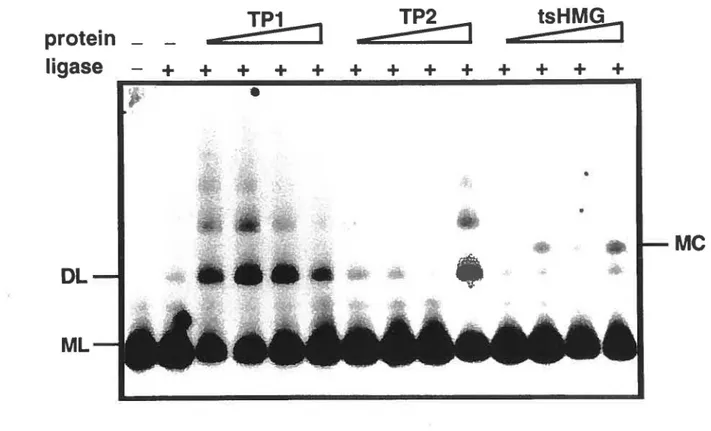 Fig.  4.  Ligase-mediated  circularisation  assay  with  recombinant  TPl  and  TP2.  A 105-bp  32 P-end-labeled DNA fragment harboring a central 42 bp  CpG island with 