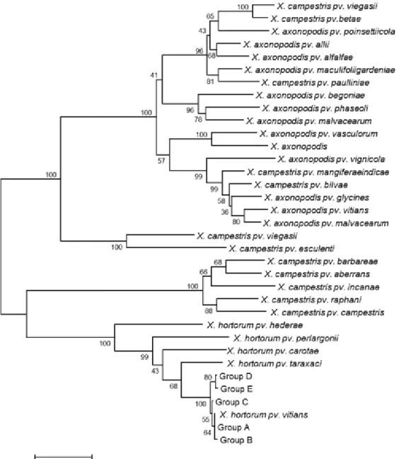 Figure 2.1. Neighbor-joining tree of Xanthomonas hortorum pv. vitians isolates purified  from 2014 to 2017 in Quebec, Canada, and 30 xanthomonads reference strains, based on  multi-locus sequence analyses