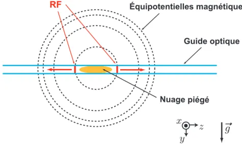 Fig. 1.13: Evaporation dans le piège hybride. Le confinement optique de ce dernier empêche les atomes d’atteindre les lignes équipotentielles magnétiques dans les  direc-tions transverses