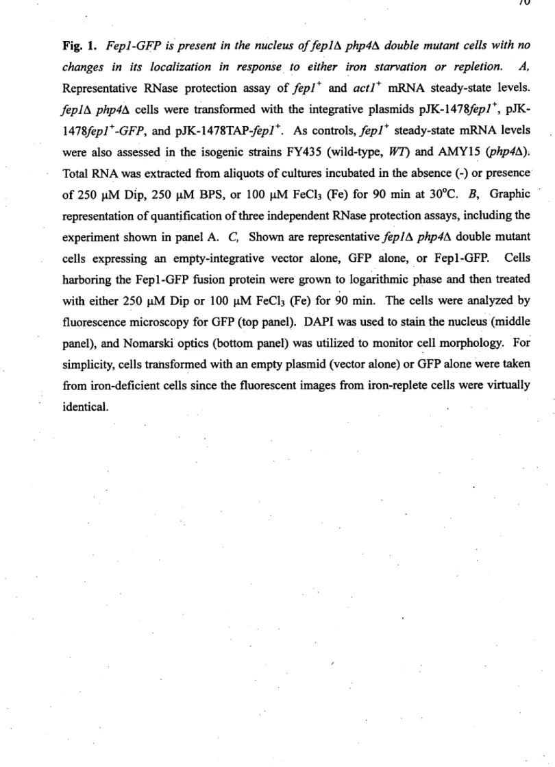 Fig. 1.  Fepl-GFP is  present in  the nucleus offepl A php4A double  mutant cells with no  changes  in  its  localization  in  response  to  either  iron  starvation  or  repletion