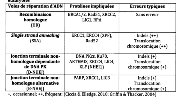 Tableau 1. Syst&amp;me de reparations d'ADN de cassures bicatenaires des cellules