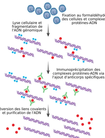 Figure 1.3. Résumé des étapes impliquées dans la méthode ChIP classique. Les cellules à  analyser sont tout d’abord fixées au formaldéhyde, puis lysées par sonication, ce qui libère et  fragmente l’ADNg lié par les protéines