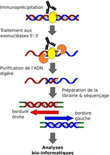 Figure 1.4.  Sommaire  de  l’adaptation  ChIP-exo  permettant  au  ChIP-seq  de  bénéficier  d’une résolution accrue