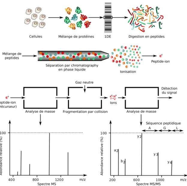 Figure 1.5.  Résumé  de  la  technique  LC-MS/MS  utilisée  pour  séquencer  des  extraits  protéiques complexes