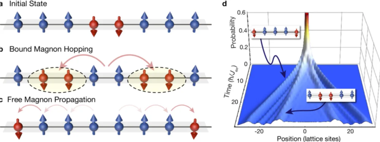 Figure 2.11: Spreading of magnonic excitations in the 1D short-range Heisenberg model