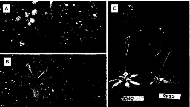 Figure 5.  Croissance en  terre. Germination  en  terre, après synchronisation  au  froid, de  graines Col 0 (à gauche) et  9F32  (à droite) après 2 (A), 3 (B) et 4 (C) semaines
