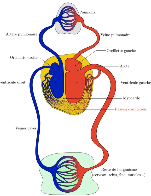 Figure 1.2 – Le coeur et la circulation sanguine.