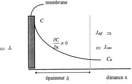 Figure 7. Distribution de la concentration de solute (Cg) d I'interphase membrane-solution.