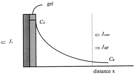 Figure 8. Distribution de concentration d'un solute dans Uinterphase membrane-solution en presence de gel a I'interface.