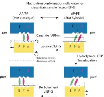 Figure 1.4. Mécanisme de translocation  traductionnelle en 3 étapes.  Deux ARNt sont  respectivement  dans  les  positions  AA/PP  entre  la  petite  sous-unité  du  ribosome 30S  (en  jaune)  et  la  grande  sous-unité  50 S  (en  bleu);  l’ARNt  violet  