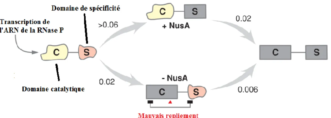 Figure 1.5. Schéma du repliement de l’ARN circulairement permuté de la RNase P en  présence/absence  du  facteur  d’élongation  NusA  durant  la  transcription