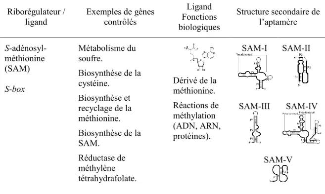 Tableau  1.1 :  Familles  des  riborégulateurs  liant  SAM.  Certaines  voies  métaboliques  impliquées dans le métabolisme du souffre et de certains acides aminés sont contrôlées par  le riborégulateur SAM
